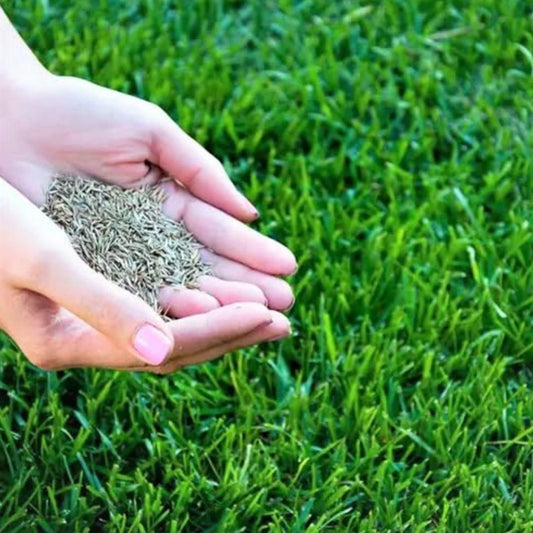 Grass Seeds For Your Beautiful Home Gardening (Pack Of 100 seeds) (Pack of 1)