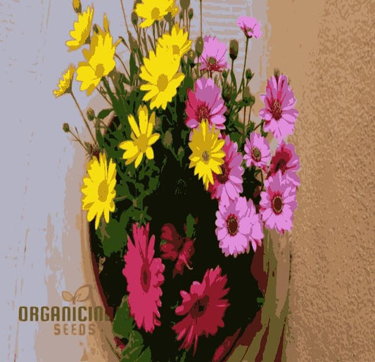 Gerbera Mix Flowering Seeds