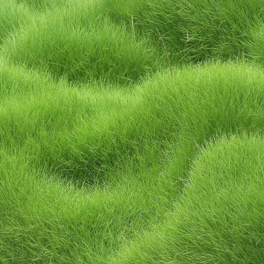 Grass Seeds For Your Beautiful Home Gardening (Pack Of 100 seeds) (Pack of 1)