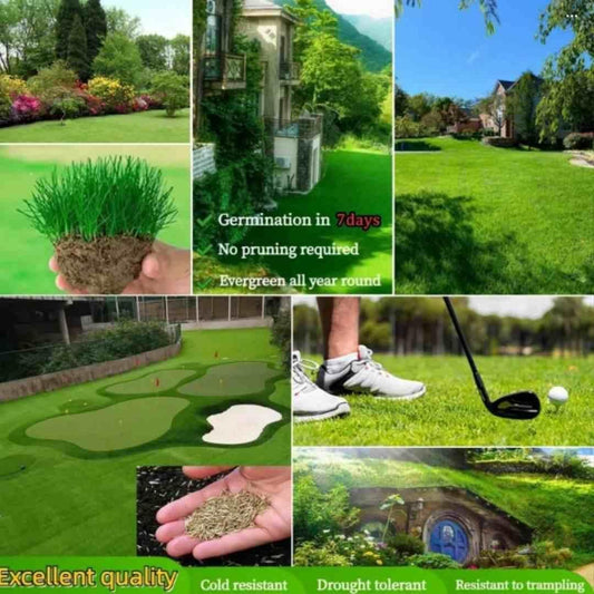 Grass Seeds For Your Beautiful Home Gardening (Pack Of 100 seeds) (Pack of 1)