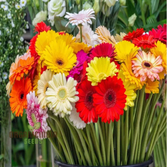Gerbera Mix Flowering Seeds
